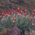 Kniphophia caulescens