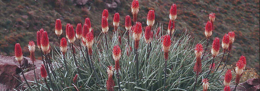 Elsa Pooley - botanical tours